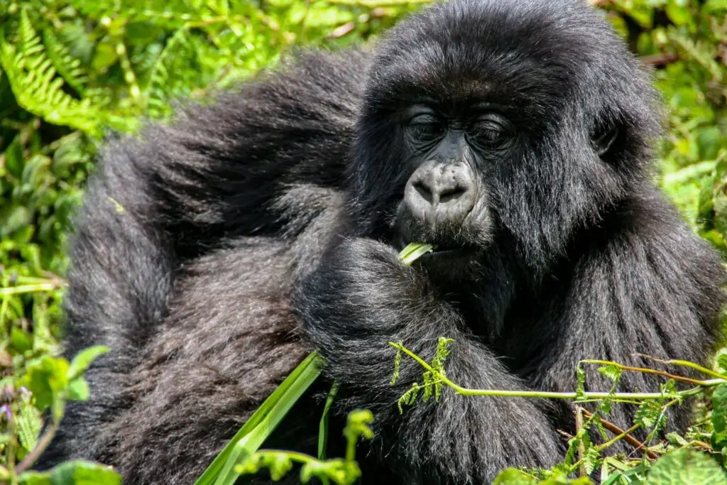 Mountain gorilla in Volcanoes National Park, Rwanda